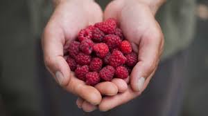 red raspberries nutrition facts benefitore