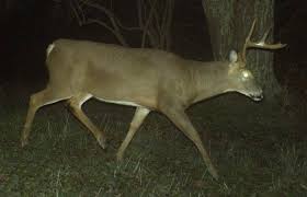 5 Keys To Aging Deer On Trail Cam Photos