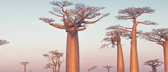 Dilerseniz kendi madagaskar yazılarınızı sitemizde yayınlayabilirsiniz. Madagaskar Reisen Individuell Urlaub Madagaskar Buchen Evaneos