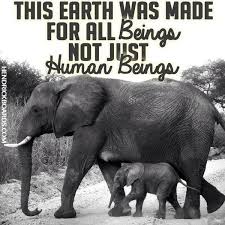 Check spelling or type a new query. Fenny Luk On Twitter Animal Quotes Elephant Animal Rights