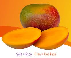 Mango Ripeness Or Ripening Guide