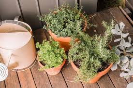 easy tips for growing herbs in containers