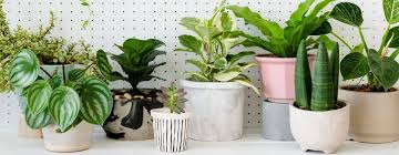 Indoor Plants Can Improve Air Quality