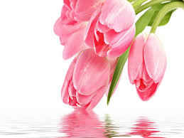 tulips flower wallpapers pixelstalk net