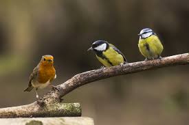 How To Attract Birds To Your Garden In