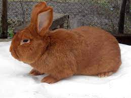 Новозеландский красный кролик — Википедия