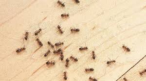 cost of an ant exterminator forbes home