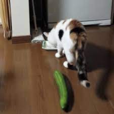 Co one wyprawiają przy tym ogórku! Dlaczego koty tak bardzo boją się tych  warzyw | naTemat.pl
