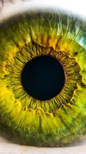 Eye Human Nature Pupil Body Science ...