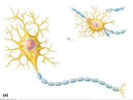 neuron structure know structures on