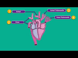 Sistem peredaran darah, yang merupakan juga bagian dari kinerja jantung dan jaringan pembuluh darah (sistem kardiovaskuler) dibentuk. Sistem Peredaran Darah Pada Burung Kabar Cibaliung Online