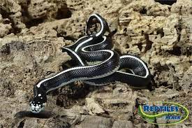 best bedding for king snakes top