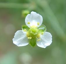 Alisma plantago-aquatica Calflora