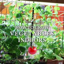 how to grow vegetables indoors easy