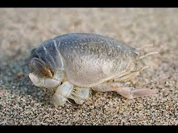 catch sand crabs and use them for bait