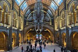 a visit to the natural history museum