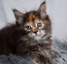 a maine kitten become an cat