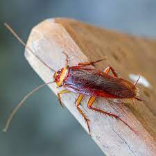 There are a number of different trap methods that you can try in order to eliminate a cockroach infestation. Do It Yourself Diy Pest Control Products