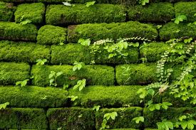 How To Kill Moss On Brick Inside