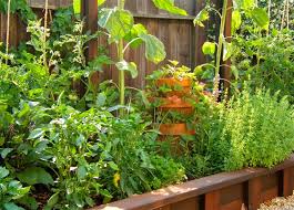 Vegetable Patch Into A Small Garden