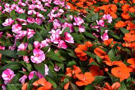 New guinea impatiens will grow great in landscape or in container gardening — just make sure they are in the shade during the afternoon heat. Huntersgardencentre Com New Guinea Impatiens