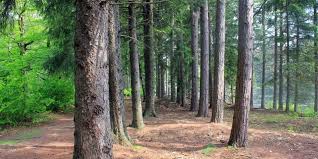 pine trees in pennsylvania