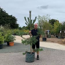 Pine Trees For At Our Tree Nursery