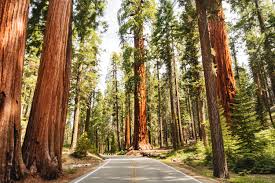 redwood national and state parks guide