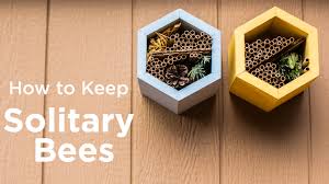 Mason bee house birdhouses serrv international. Everything You Need To Know Before Keeping Mason Bees