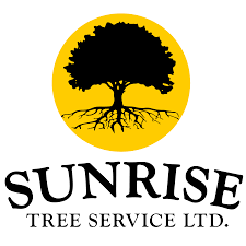 When removing a pine tree, you must first know how they grow inside. Sunrise Tree Service