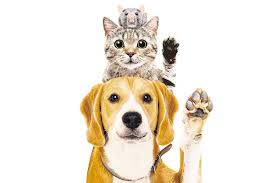 All pet paradise locations are united in our commitment to offering fun, clean and safe dog and cat boarding facilities, dog grooming services, veterinary care and doggy day camps. Paws Perous Business The Booming Pets Trade That S Also Feeding An Illicit Market Brunch The Business Times