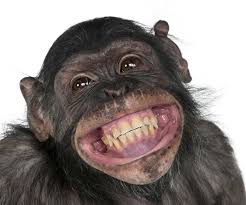 6k monkeys snout teeth smile