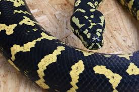 carpet python size how big do they get