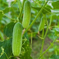 แตงกวา การ์ตูน 11 - IN&CO SEEDS CO., LTD.