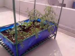 Roof Top Vegetable Garden Module In