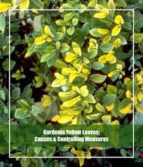 7 reasons for gardenia yellow leaves