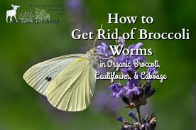 how to get rid of broccoli worms in