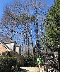 Sesmas tree services offers expert and affordable tree removal in lawrenceville, ga. Tree Service Lawrenceville Most Trusted Tree Removal In Lawrenceville Ga Tree Trimming Pruning Southern Star Tree Service