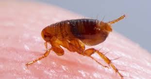 flea lifespan how long do fleas live