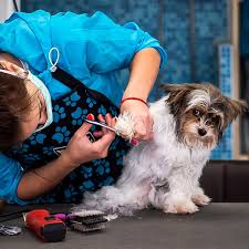 I am a certified groomer, trainer, and pet care professional and have been in this. Are Dog Groomers Open In Lockdown Rules On Whether Dog Grooming Parlours Are Allowed To Open In England Cambridgeshire Live