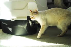 cat litter smell in an apartment