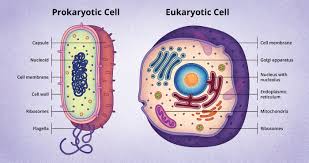 discovery and structure of cells
