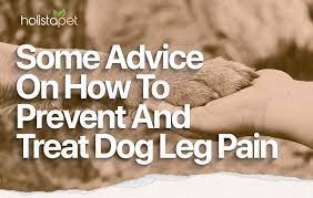 dog leg pain home remes what you