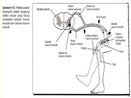 Lengkung refleks adalah jarak tependek yang dilalui impuls untuk gerak refleks. Peristiwa Reflek Gerak Postur Tubuh Ppt Download