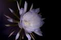 How to Grow a Queen of the Night Cactus