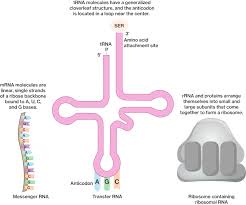 Central Dogma Of Biology Course Hero