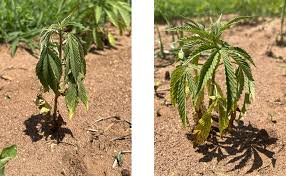 fire ant damage in hemp identification