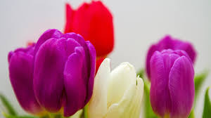 colorful tulip flowers free 4k wallpaper