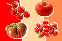Whats the difference between Roma and plum tomatoes?
