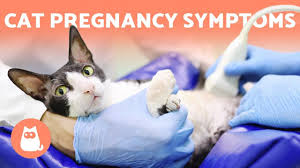 Cat nutritional requirements change during pregnancy and while nursing. Is My Cat Pregnant 6 Symptoms To Look Out For Youtube